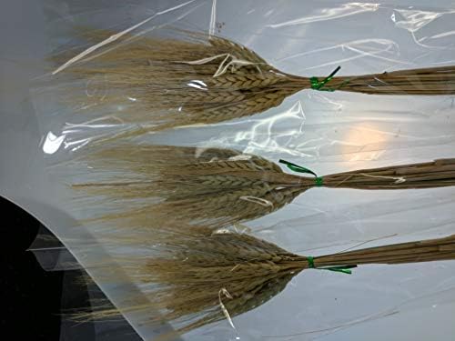 LACrafts Dried Babys Breath Flowers Wheat Stalks 3 Pack