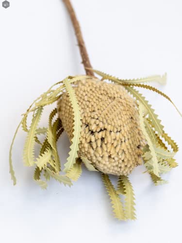 Dried Natural Protea Banksia 1 Stem Decor