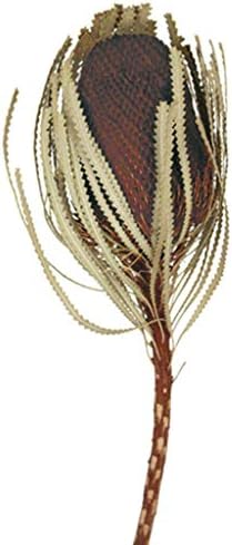 Vickerman 12 Inch Brown Banksia Flower Stem Dried