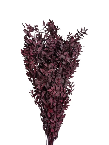 Italian Ruscus Dried Flowers 5 Stems Wedding Decor