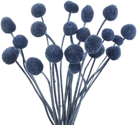 CISDUEO 20 Pcs Dried Billy Balls Blue Flowers Bouquet Decor