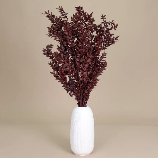 Italian Ruscus Dried Flowers 5 Stems Wedding Decor