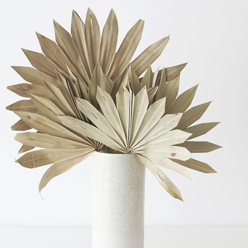 Bundle of 5 Afloral Natural Sun Palms 14-20 Inch