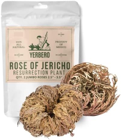 Yerbero 2 Pack Big Rose Jericho Dried Flowers