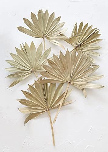 Bundle of 5 Afloral Natural Sun Palms 14-20 Inch