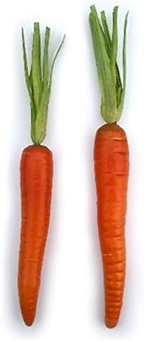 VISOFO Artificial Carrots Decorative Green Leaf Top Bag of 12