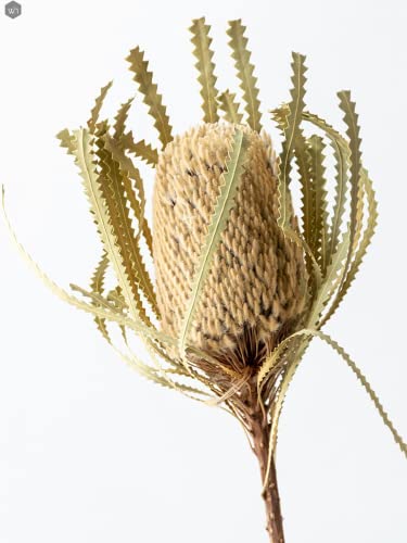 Dried Natural Protea Banksia 1 Stem Decor