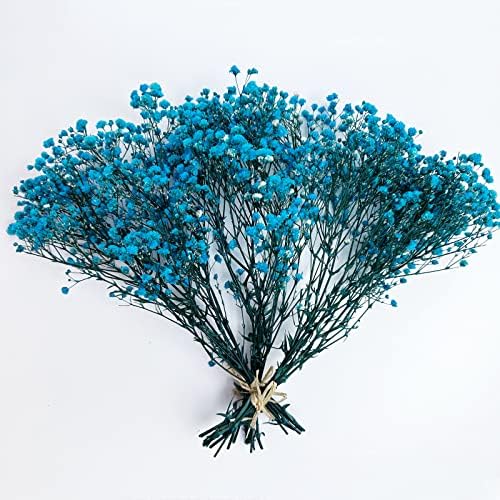 Preserved Babys Breath Flower Bunches Light Blue 3-Pack 12 Inches Tall