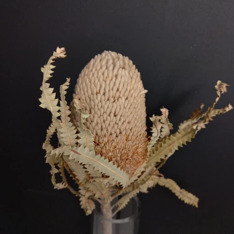 Dried Natural Protea Banksia 1 Stem Decor