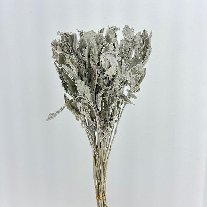Dusty Miller Lambs Ear Preserved Flowers - 10 Stems