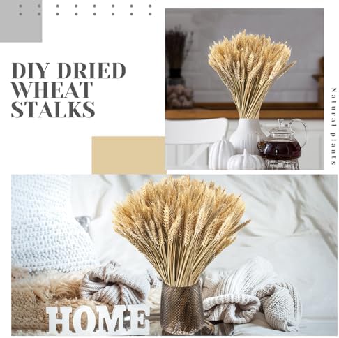 Geosar 600 Stems Dried Wheat Stalks Decor Bundle