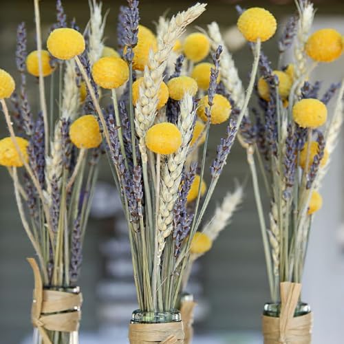 CISDUEO Natural Dried Flower Bouquet with Wheat Stalks and Lavender