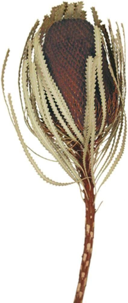 Vickerman 12 Inch Brown Banksia Flower Stem Dried
