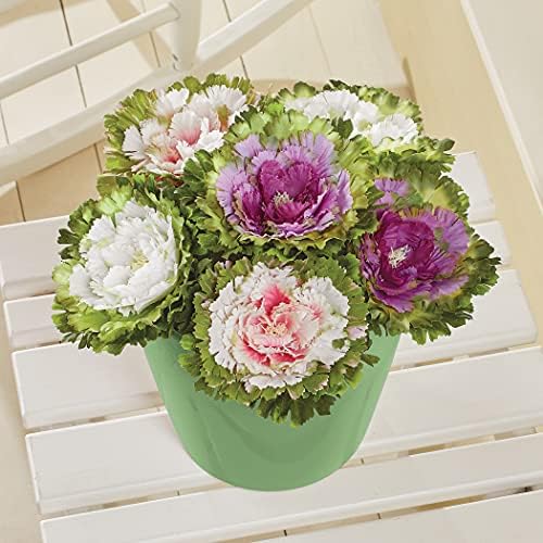 Collections Etc Artificial Cabbage Roses Set of 6