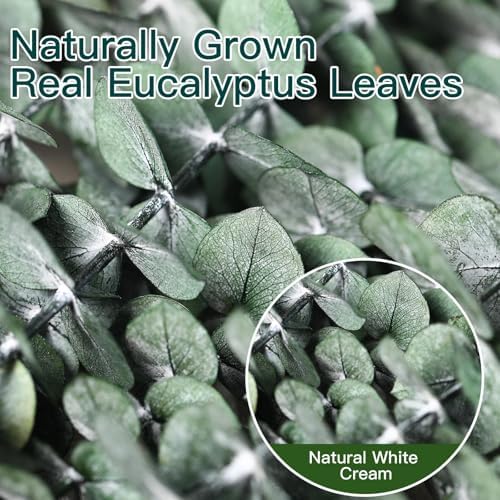 20 Pcs Dried Eucalyptus Stems for Spa Bathroom Decor