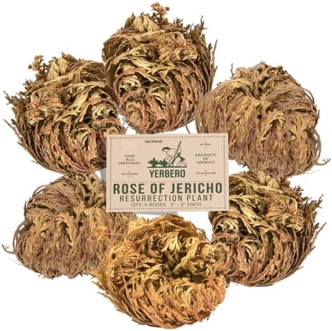 Yerbero 6 Pack Big Rose Jericho Dried Flower 35 Inch