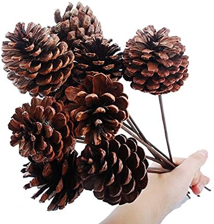 NWFashion 10PCS 2INCH Natural Dried Pinecones for Crafting