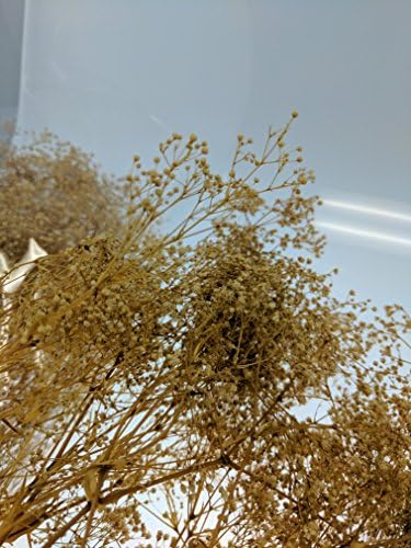 3 Bundles Dried Babys Breath Flowers