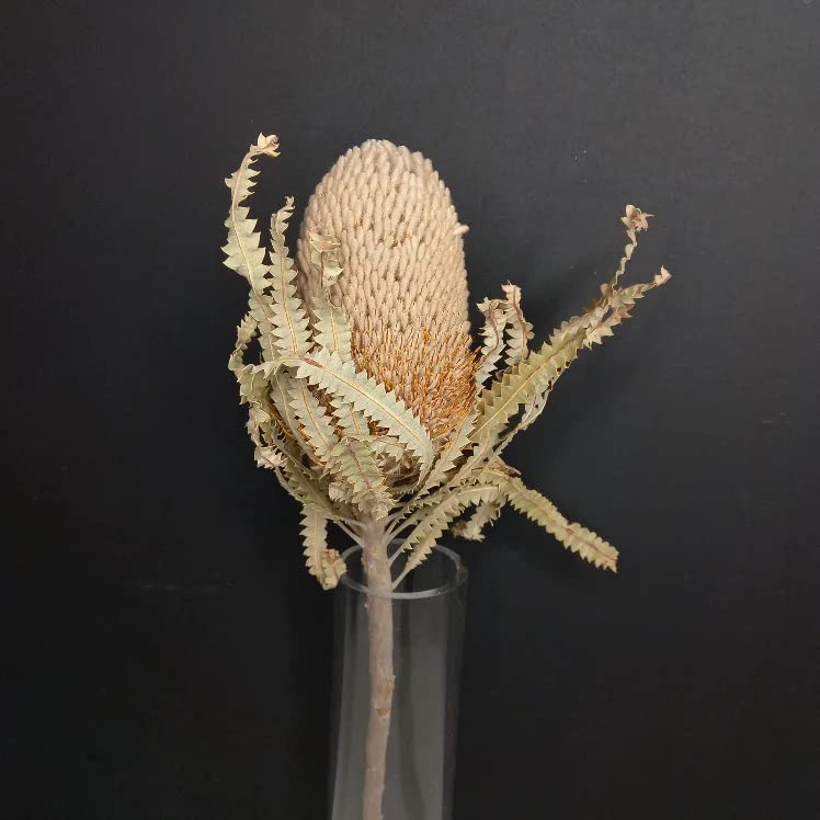Dried Natural Protea Banksia 1 Stem Decor