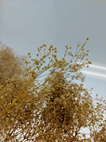 3 Bundles Dried Babys Breath Flowers