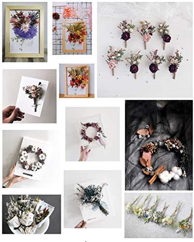 Sorrento Crafts Dried Flowers for DIY Decor Projects