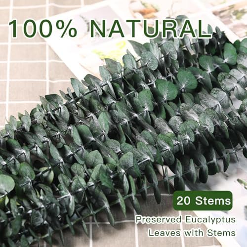 20 Pcs Dried Eucalyptus Stems for Spa Bathroom Decor
