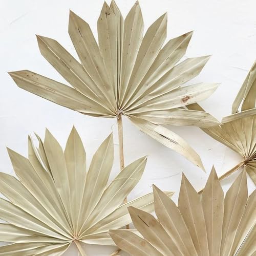 Bundle of 5 Afloral Natural Sun Palms 14-20 Inch