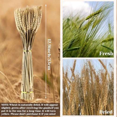 Geosar 600 Stems Dried Wheat Stalks Decor Bundle