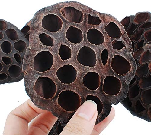 NWFashion 10pcs Artificial Dried Brown Lotus Pods Decoration