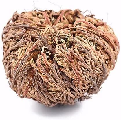 Yerbero 2 Pack Big Rose Jericho Dried Flowers