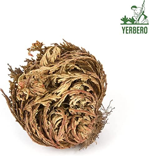 Yerbero 2 Pack Big Rose Jericho Dried Flowers
