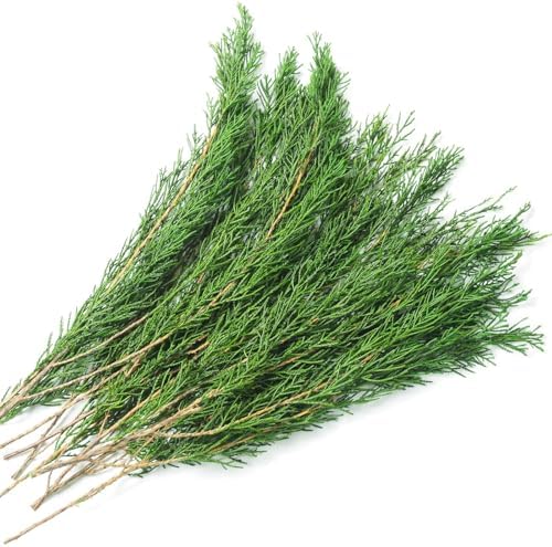Preserved Real Pine Leaves Branches 17 for Christmas Decor