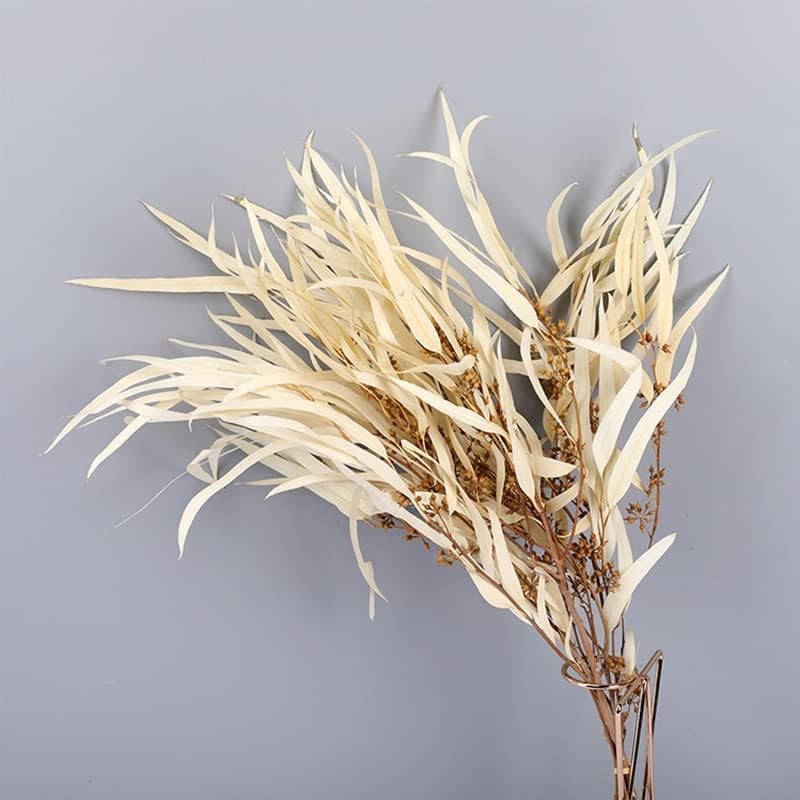 Natural Preserved Eucalyptus Leaves for Wedding and Home Decor