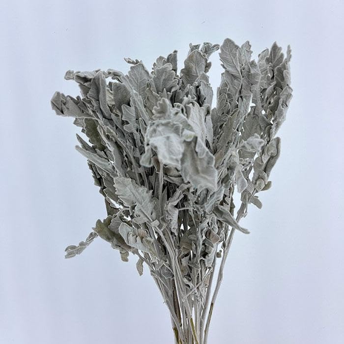 Dusty Miller Lambs Ear Preserved Flowers - 10 Stems