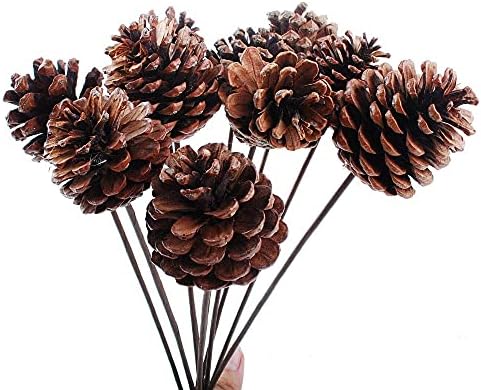 NWFashion 10PCS 2INCH Natural Dried Pinecones for Crafting