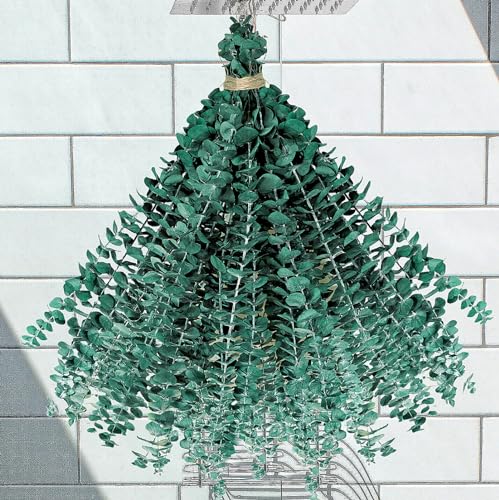 30PCS Dried Preserved Eucalyptus Plants for Decor