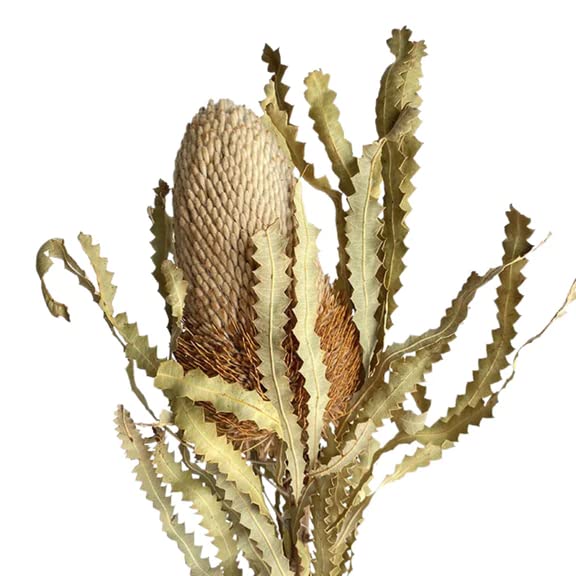 Dried Natural Protea Banksia 1 Stem Decor