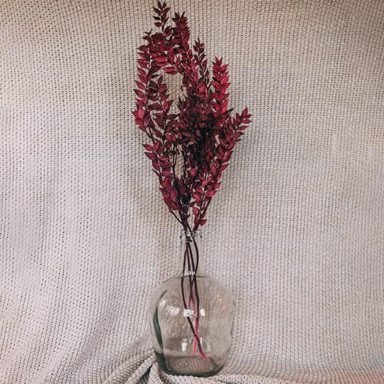 Italian Ruscus Dried Flowers 5 Stems Wedding Decor
