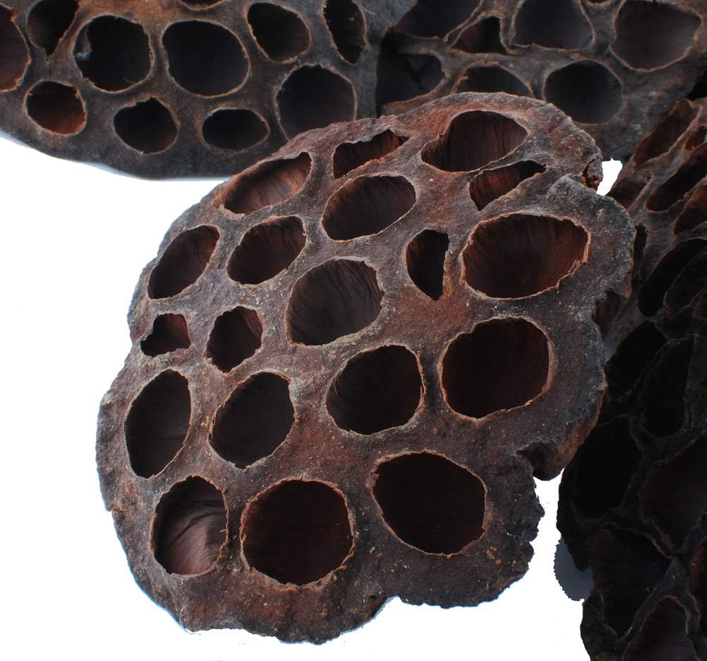 NWFashion 10pcs Artificial Dried Brown Lotus Pods Decoration
