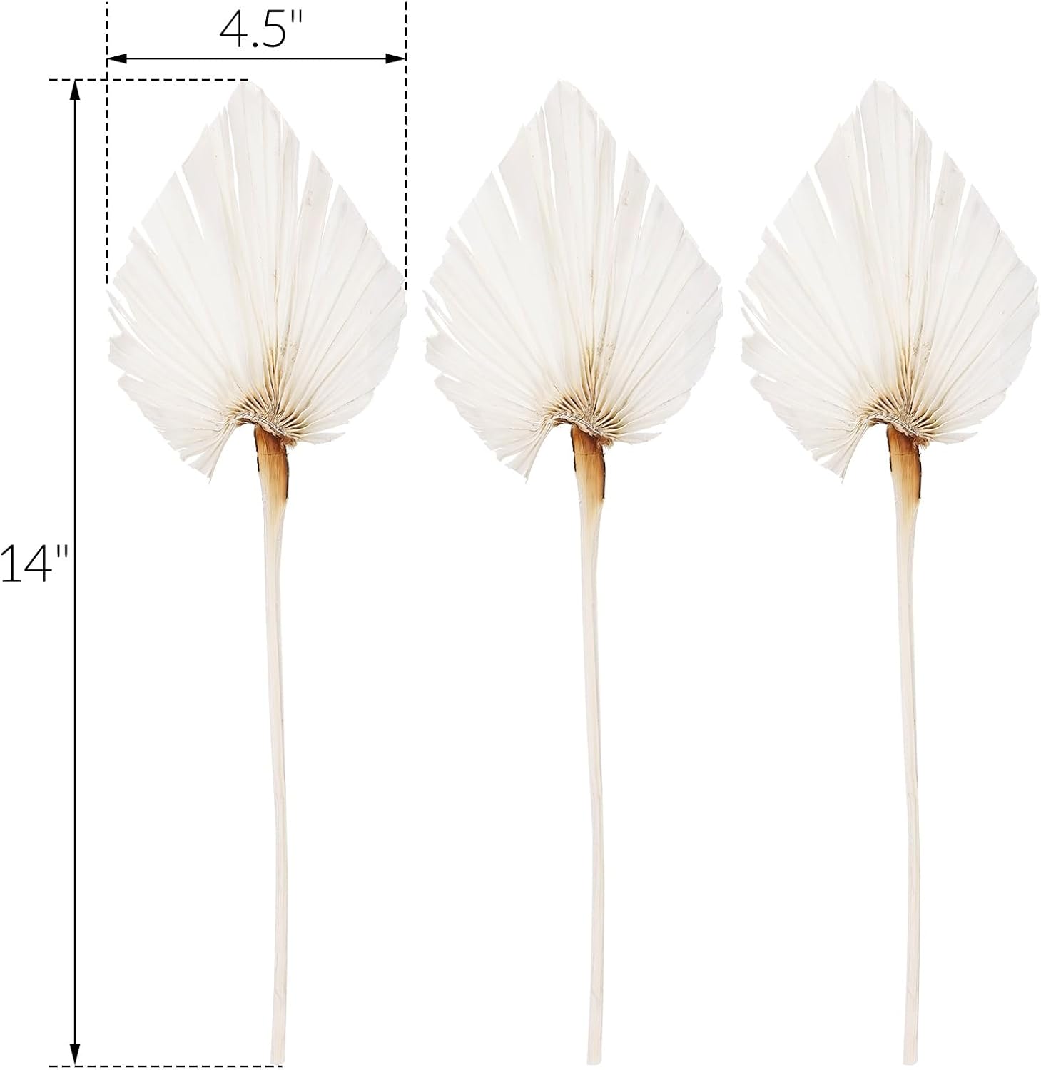 AVLA 12 Pack Boho Dried Palm Leaves with Stem