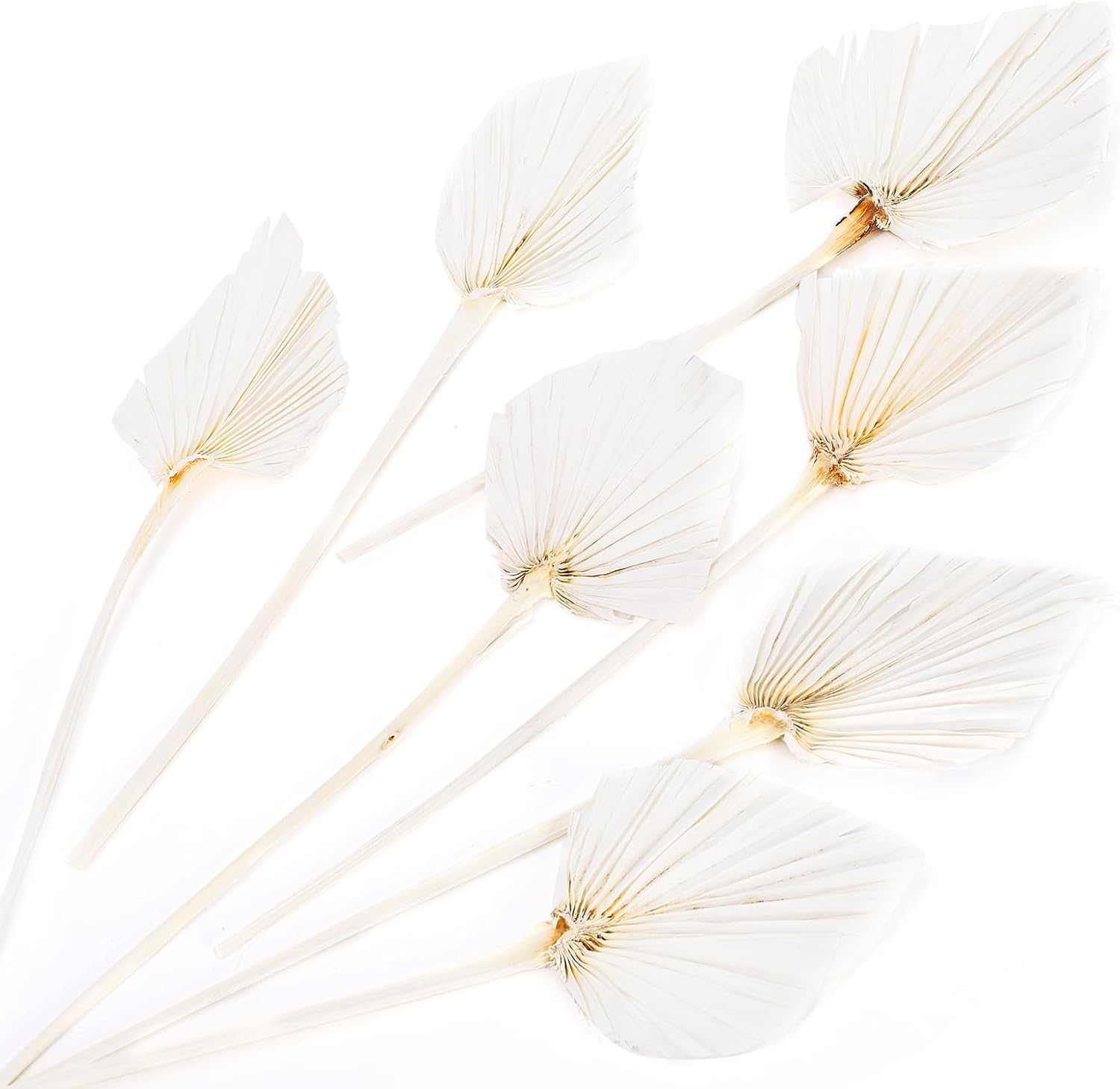 AVLA 12 Pack Boho Dried Palm Leaves with Stem