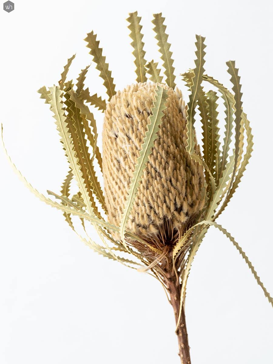 Dried Natural Protea Banksia 1 Stem Decor
