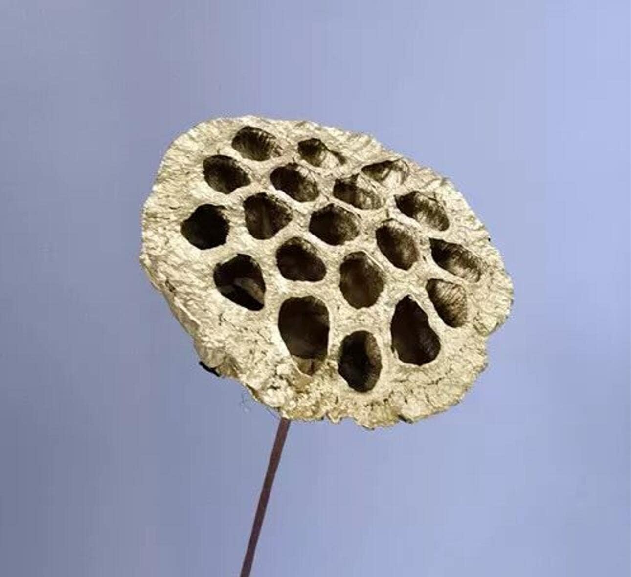 5pcs Artificial Gold Lotus Golden Flowers Leaves Stem Plants for Flowers Arrangement