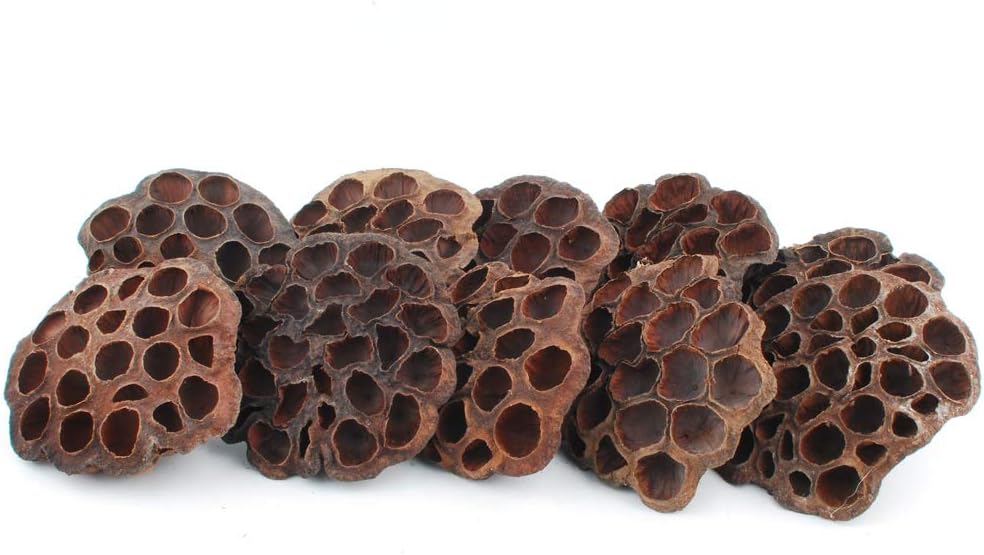 NWFashion 10pcs Artificial Dried Brown Lotus Pods Decoration
