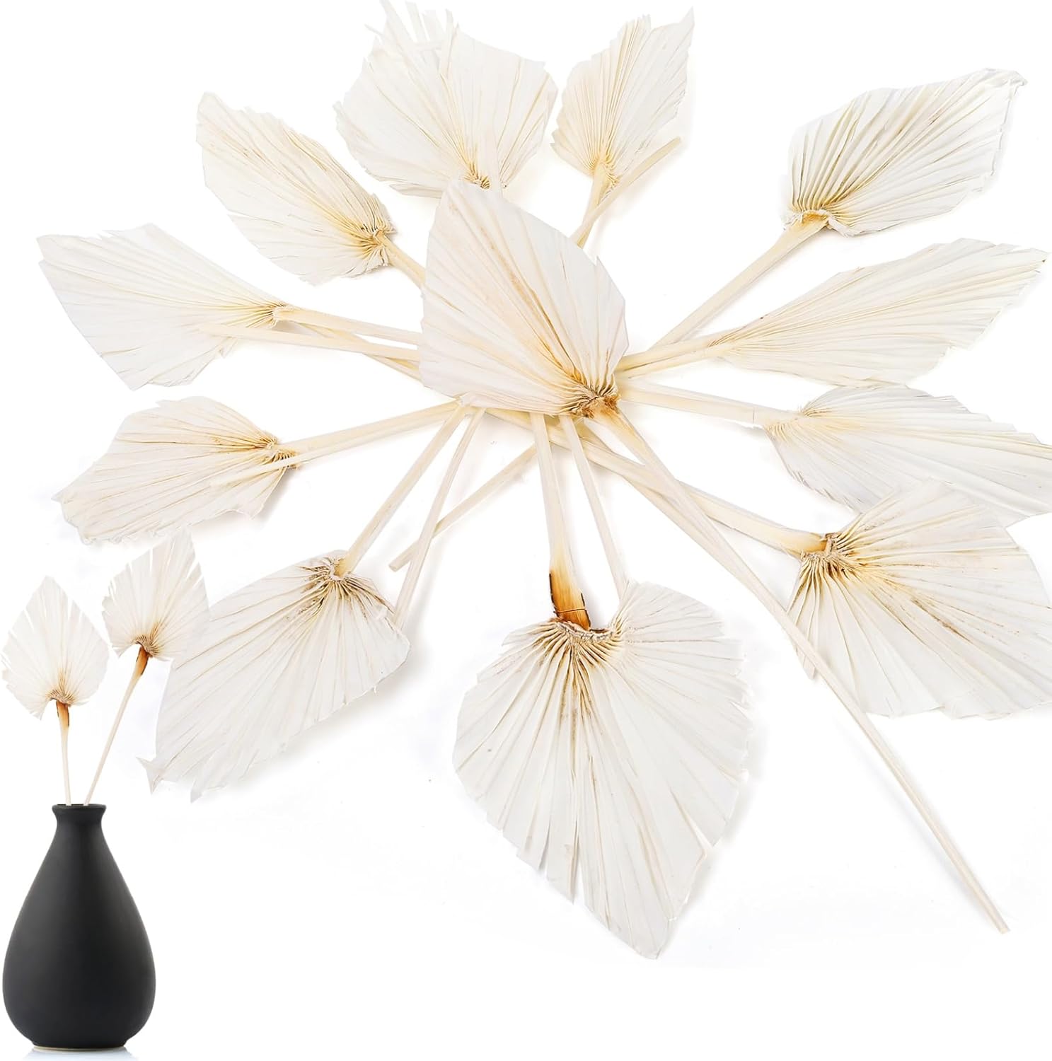 AVLA 12 Pack Boho Dried Palm Leaves with Stem