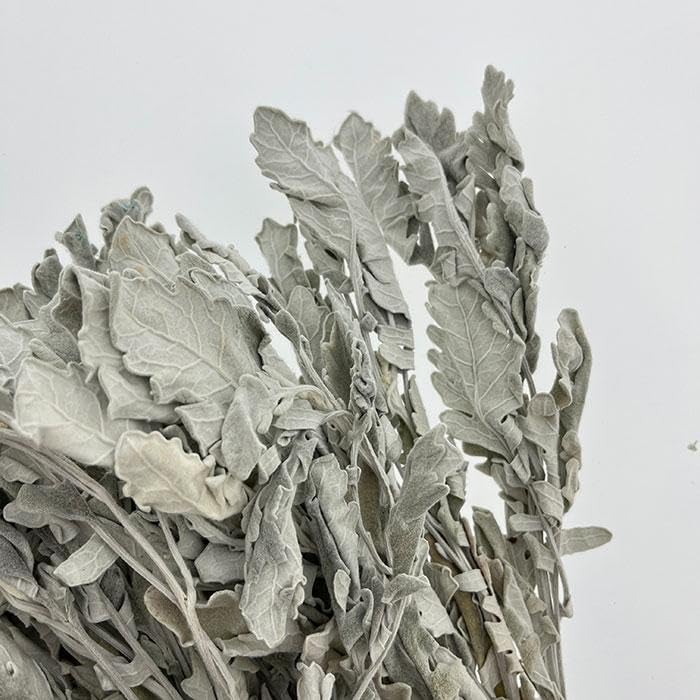 Dusty Miller Lambs Ear Preserved Flowers - 10 Stems