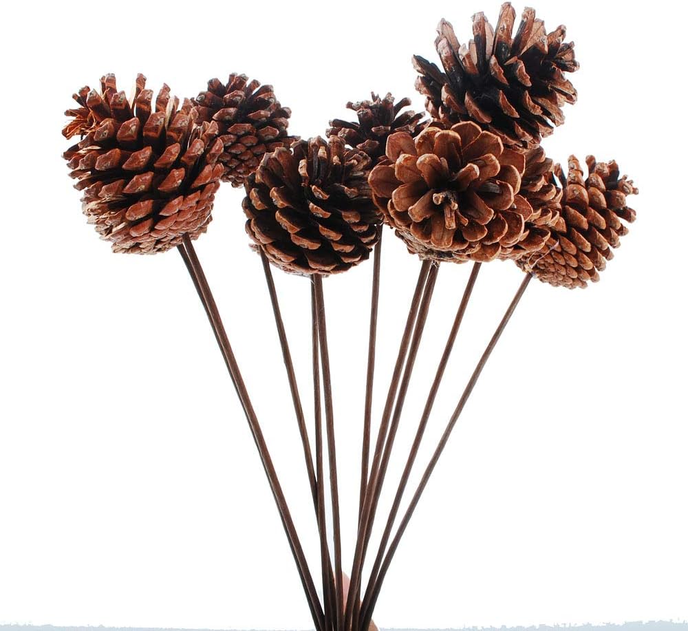 NWFashion 10PCS 2INCH Natural Dried Pinecones for Crafting