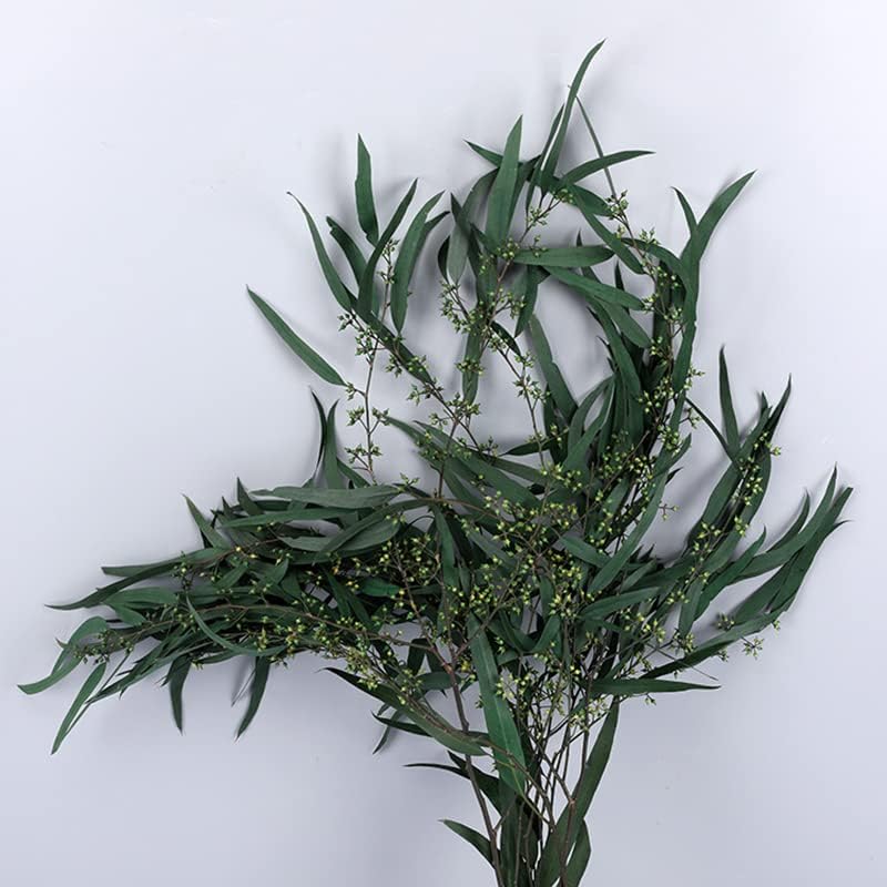 Natural Preserved Eucalyptus Leaves for Wedding and Home Decor