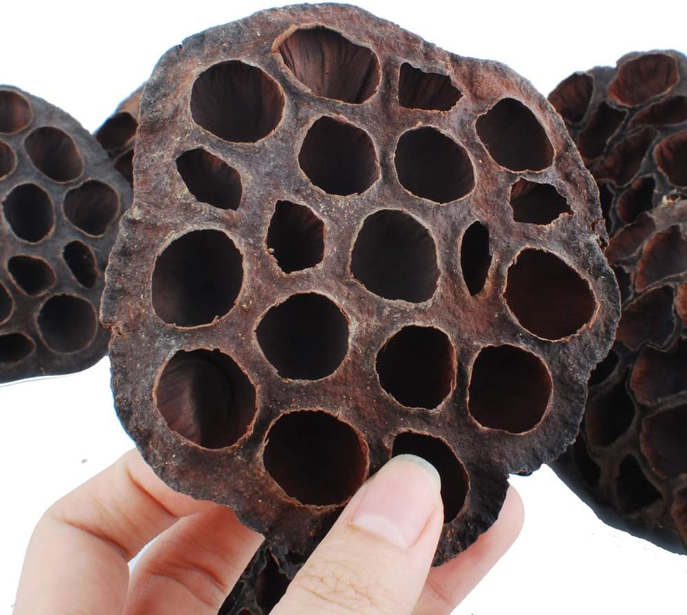 NWFashion 10pcs Artificial Dried Brown Lotus Pods Decoration