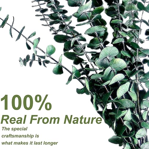 30PCS Dried Preserved Eucalyptus Plants for Decor